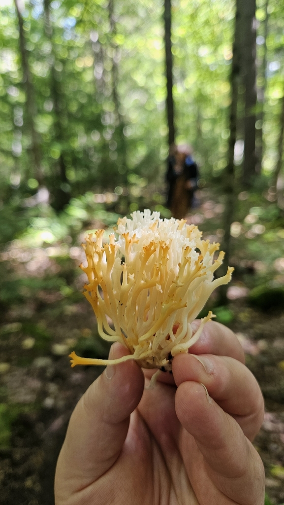 white coral fungus · September 2026 · photo: Photo: (c) Sam Bucciarelli, some rights reserved (CC BY) · iNaturalist