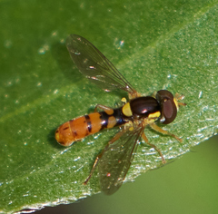 Sphaerophoria pyrrhina
