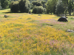 Castilleja densiflora gracilis