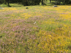 Castilleja densiflora gracilis