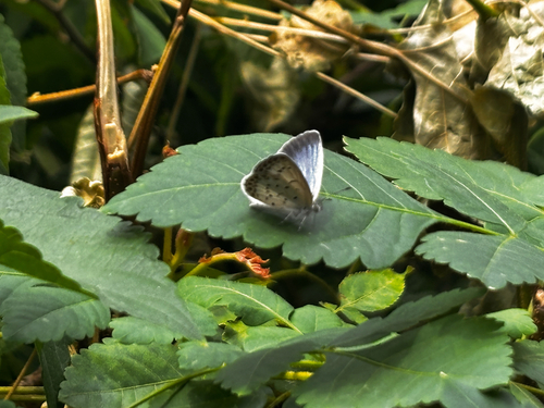 Pale Grass Blue