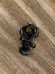 Cephalosmia