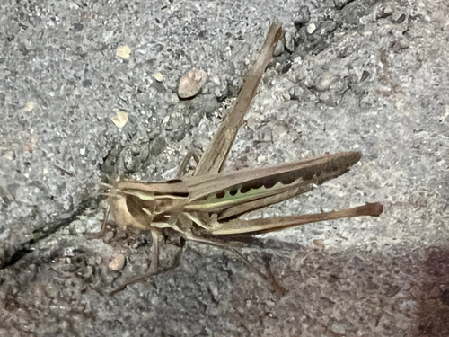 Admirable Grasshopper