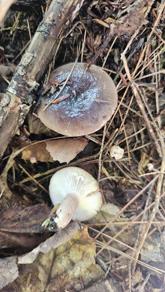 Lactarius imperceptus · September 2026 · photo: Photo: (c) Sam Bucciarelli, some rights reserved (CC BY) · iNaturalist