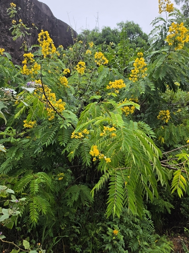 whitebark senna