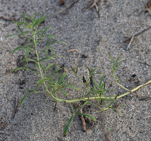 Ladeania lanceolata