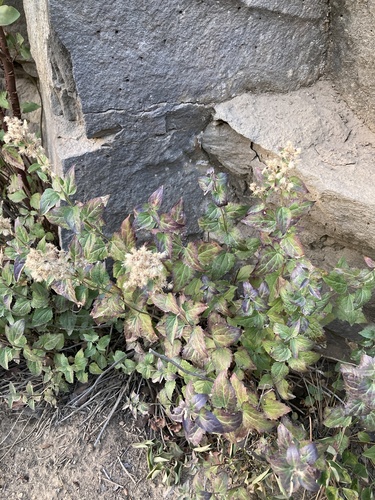 Ageratina occidentalis