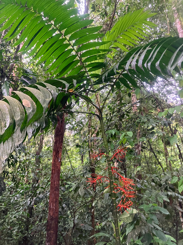 Chamaedorea tepejilote