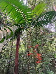 Chamaedorea tepejilote