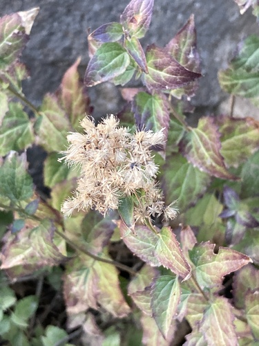 Ageratina occidentalis, photograph 2