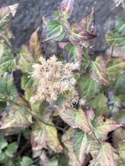 (c) Adam J. Searcy, some rights reserved (CC BY) Ageratina occidentalis, photograph (c) Adam J. Searcy, some rights reserved (CC BY)