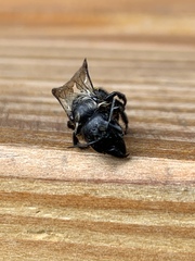 Cephalosmia