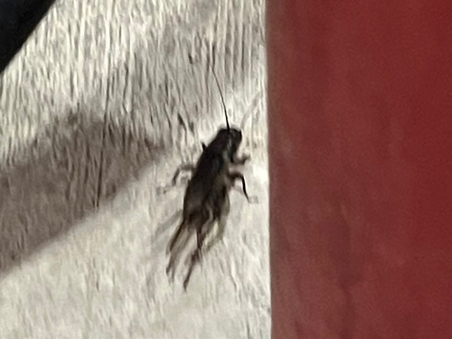 Fall Field Cricket