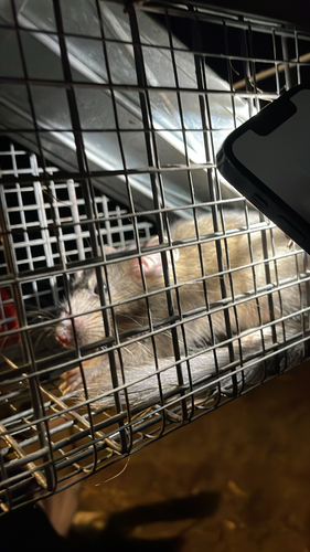 Bushy-tailed Woodrat