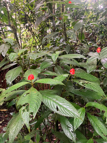 Palicourea tomentosa, photograph 5