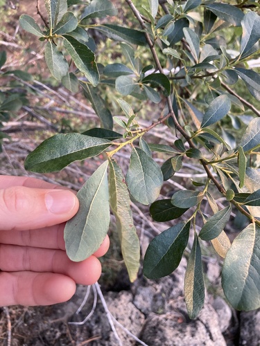 Salix scouleriana