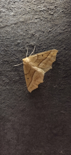 October Thorn