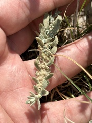 Buddleja scordioides