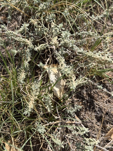 Buddleja scordioides, photograph 2