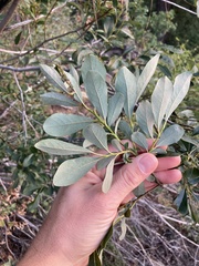 Salix scouleriana, photograph (c) Adam J. Searcy, some rights reserved (CC BY)