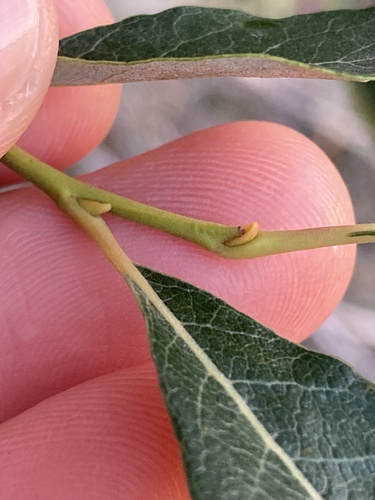 Salix scouleriana, photograph 3