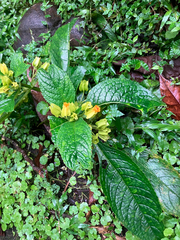 Chrysothemis friedrichsthaliana