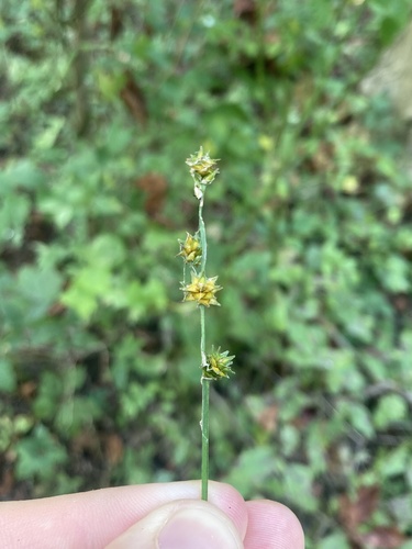 Carex sparganioides, 2026-09-13