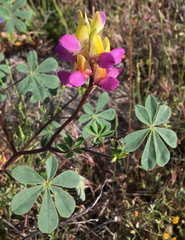 Lupinus stiversii
