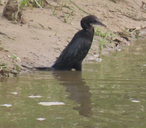 Little Cormorant