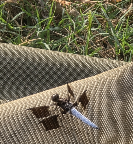 Common Whitetail