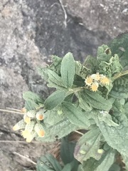 Baccharis sordescens