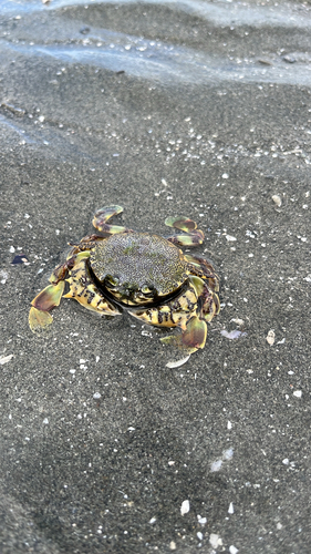 Common Moon Crab