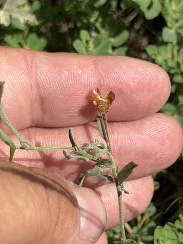 Convolvulus equitans, photograph 1