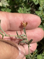 Convolvulus equitans