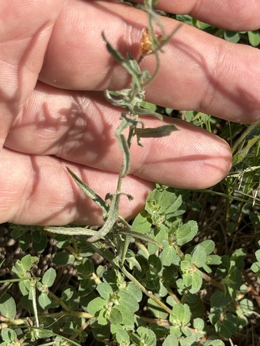 Convolvulus equitans, photograph 2
