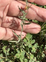 Convolvulus equitans, photograph (c) Ian McFaul, some rights reserved (CC BY)