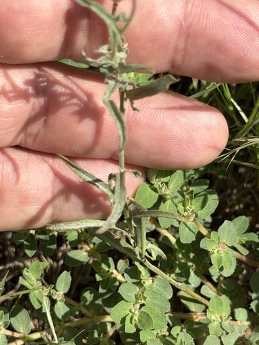 Convolvulus equitans, photograph 3