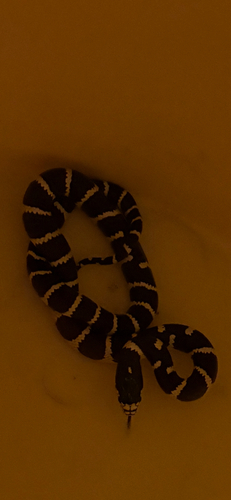 California King Snake observed by jasonshapi