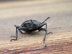 Iphthiminus serratus