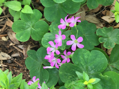 Ionoxalis