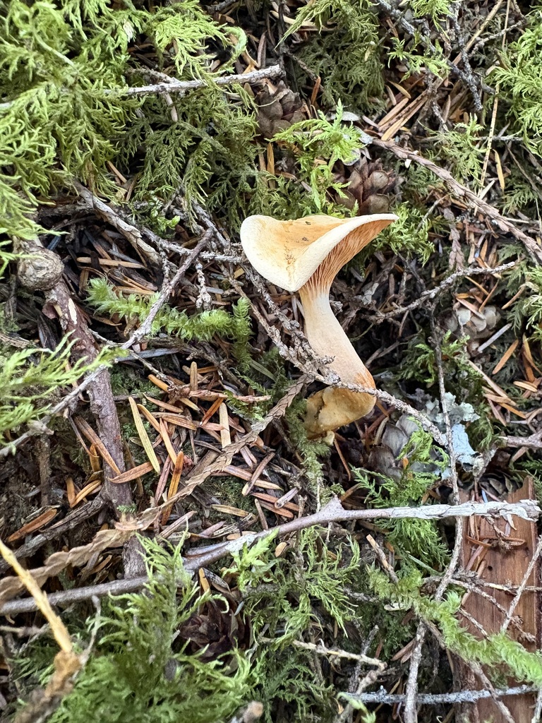 False Chanterelle · September 2026 · photo: Photo: (c) sylbobaggins, some rights reserved (CC BY) · iNaturalist