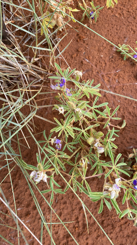 King's lupine