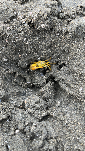 Citrus Fiddler Crab