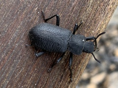 Iphthiminus serratus