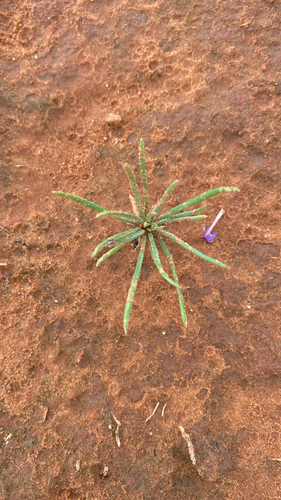 Manyflowered Ipomopsis