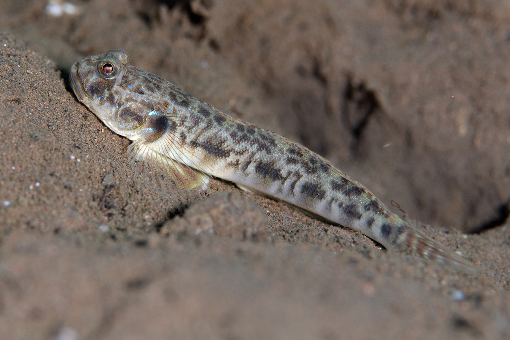Oxyurichthys lonchotus