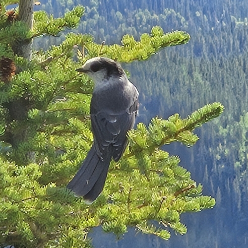 Canada Jay