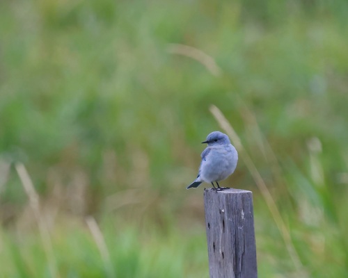 Mountain Bluebird