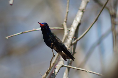 Turquoise-crowned Hummingbird