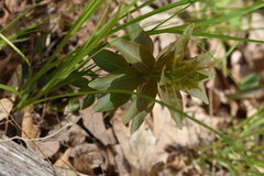 Lysimachia quadrifolia